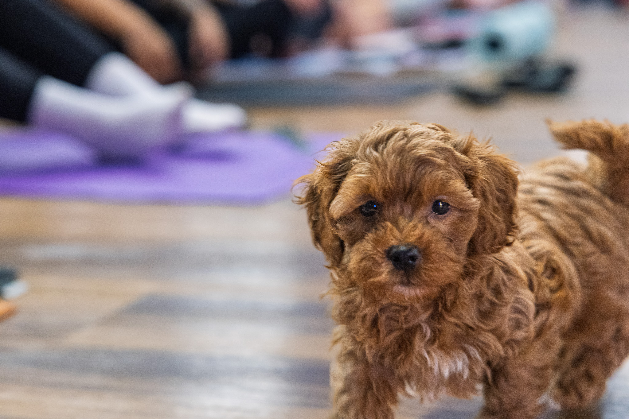 Puppy Yoga by Stretch and Fetch